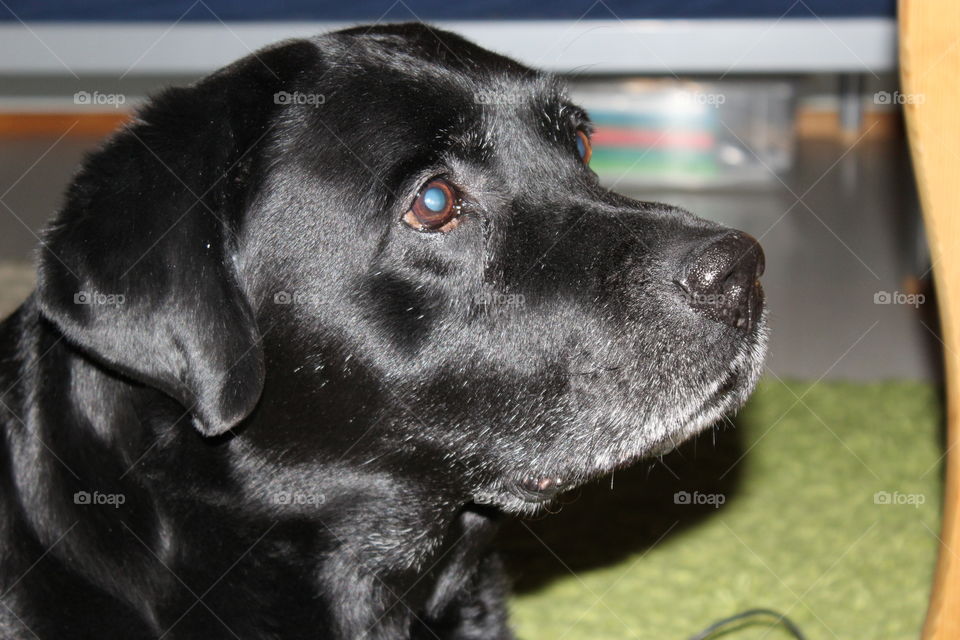 Intense stare. My dearly departed labrador, named Hamlet
2004/30/01-2015/07/30
Forever loved, forever missed