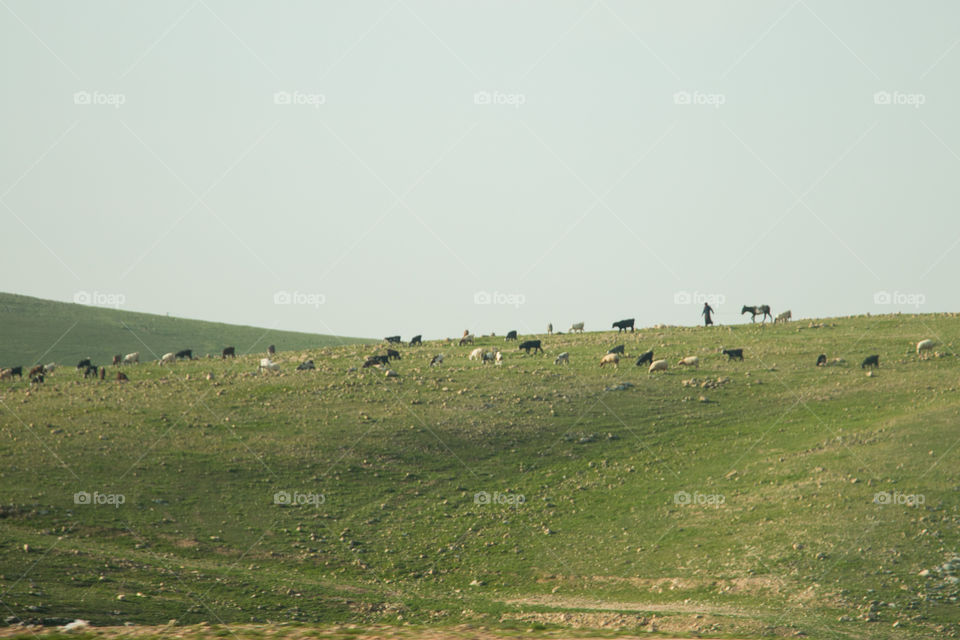 Bedouin man and his flock