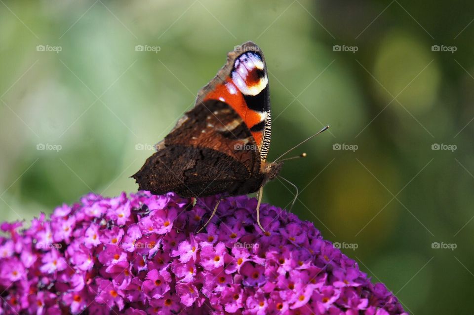 Butterfly Collecting pollen