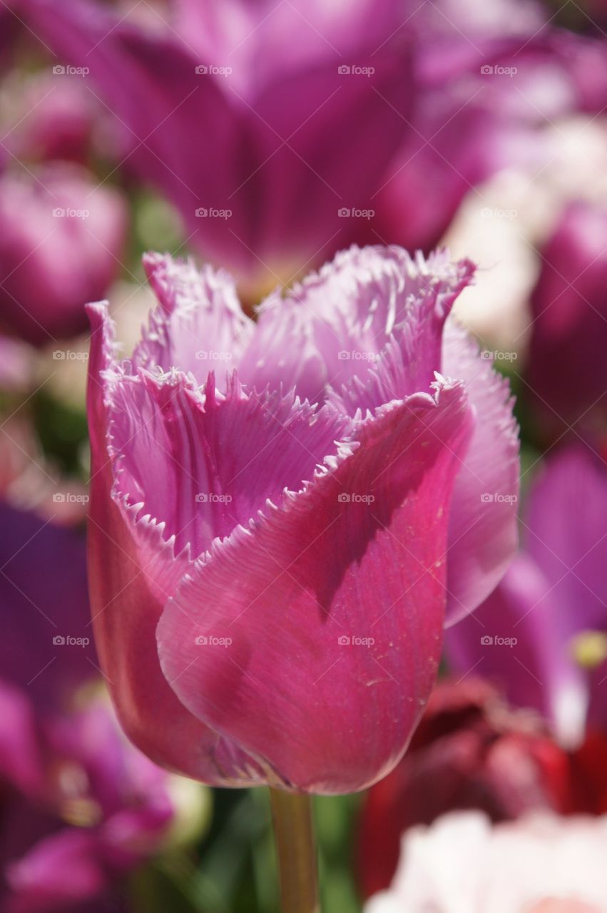 Close-up of a purple tulip flower