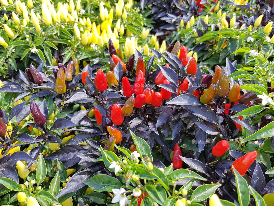 Chilli peppers on a flower bed