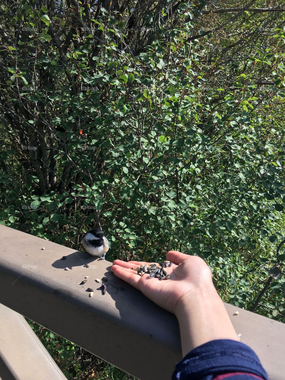 Tree, Outdoors, Nature, Bird, Leaf