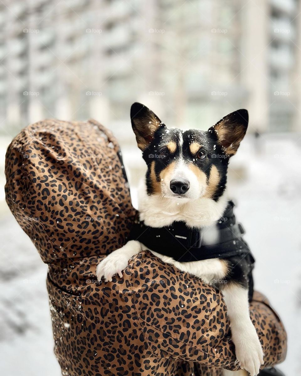 Woman in a winter coat holding a tri color corgi dog outside in the snow. (iPhone 13)