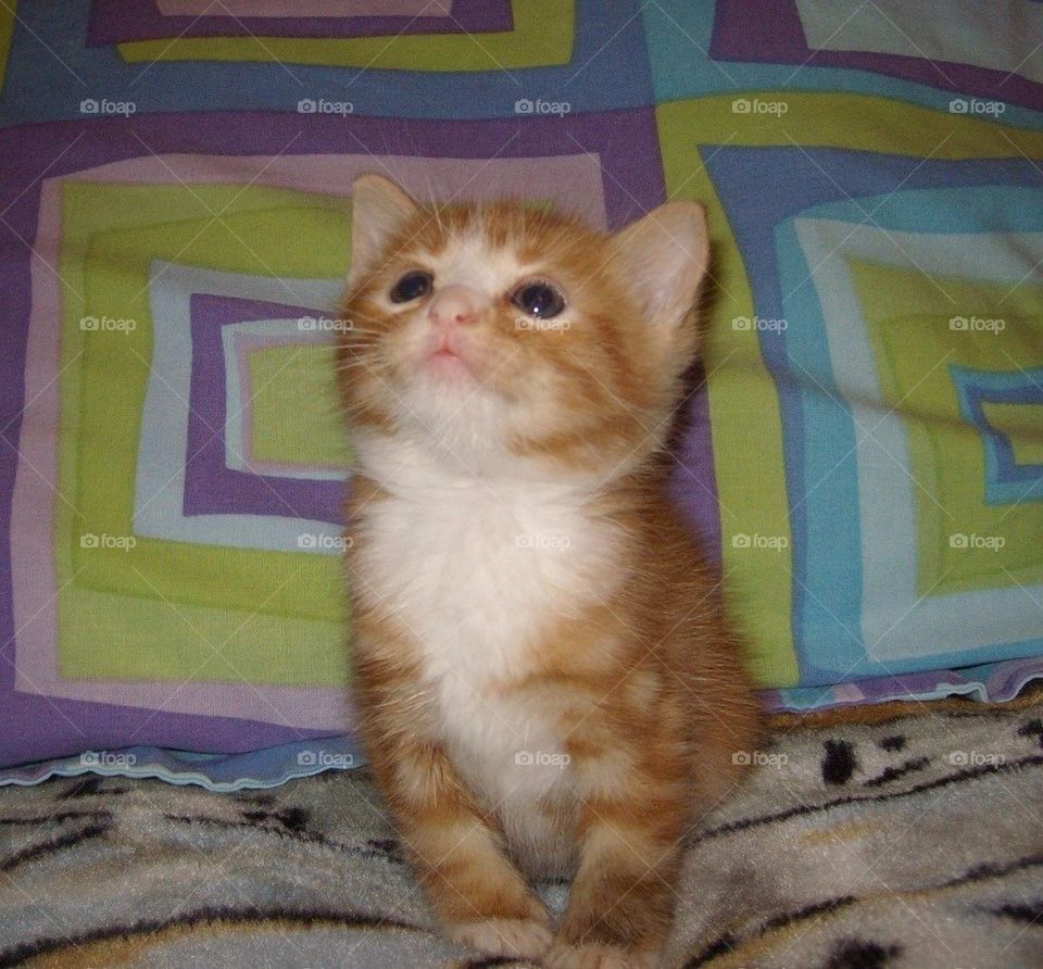 Princess peach. Princess peach was a lovable adorable kitten that was a very curious about the world and the things in it..