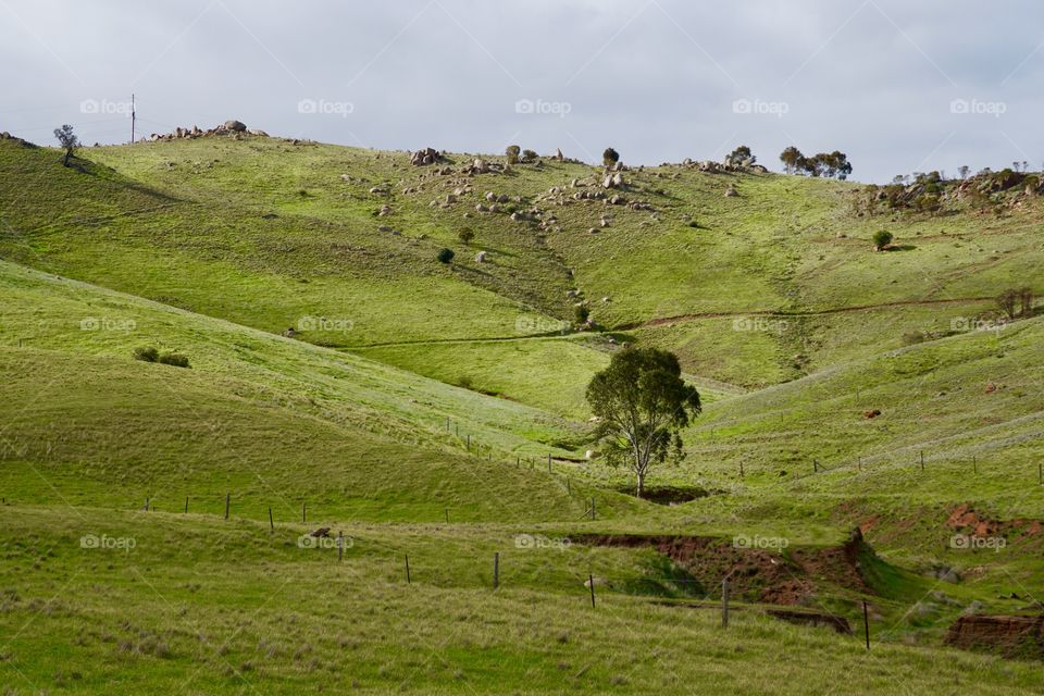 Green valley with tree