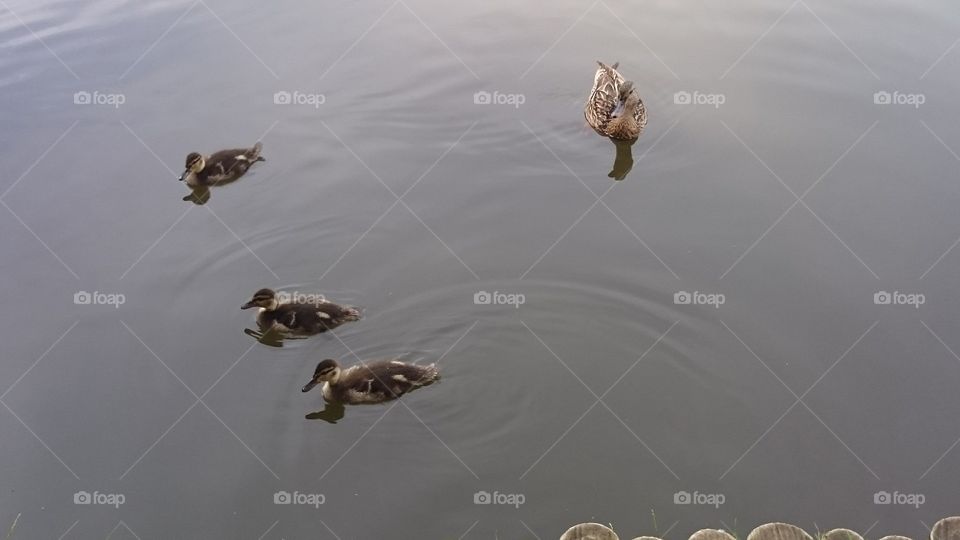 Three little ducklings swimming with their mommy in a pond.