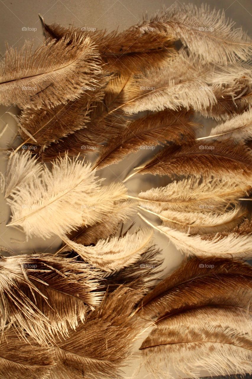 Mixed feathers 