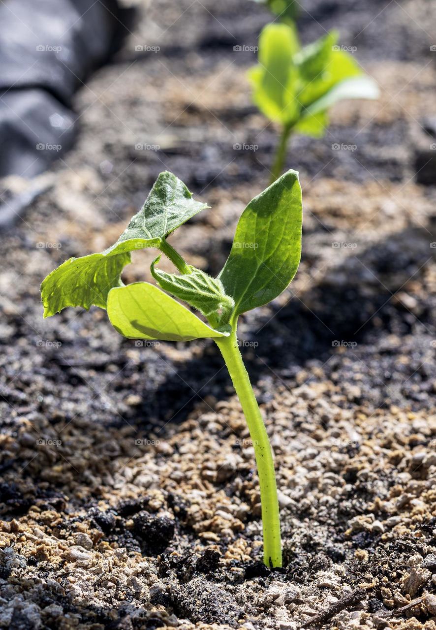 A newly planted seedling enjoying the sun