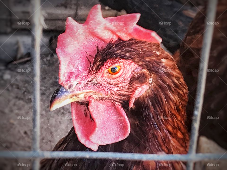 Rooster headshot