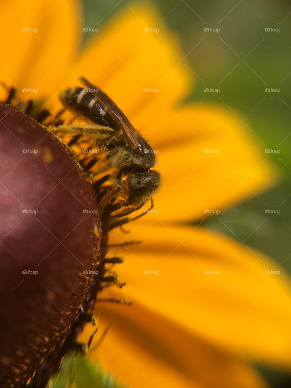 Tiny bee on Black-eyed Susan 