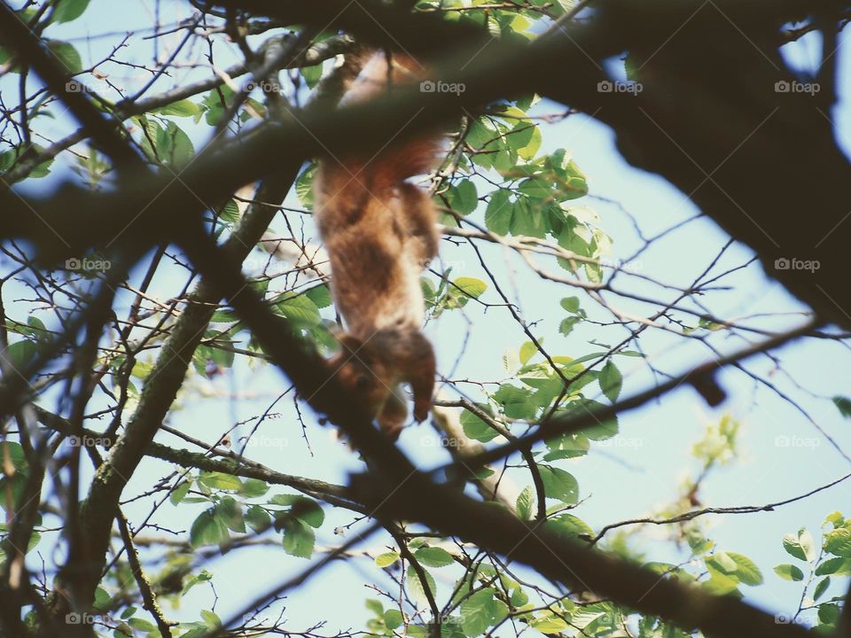Squirrel capacities inside trees