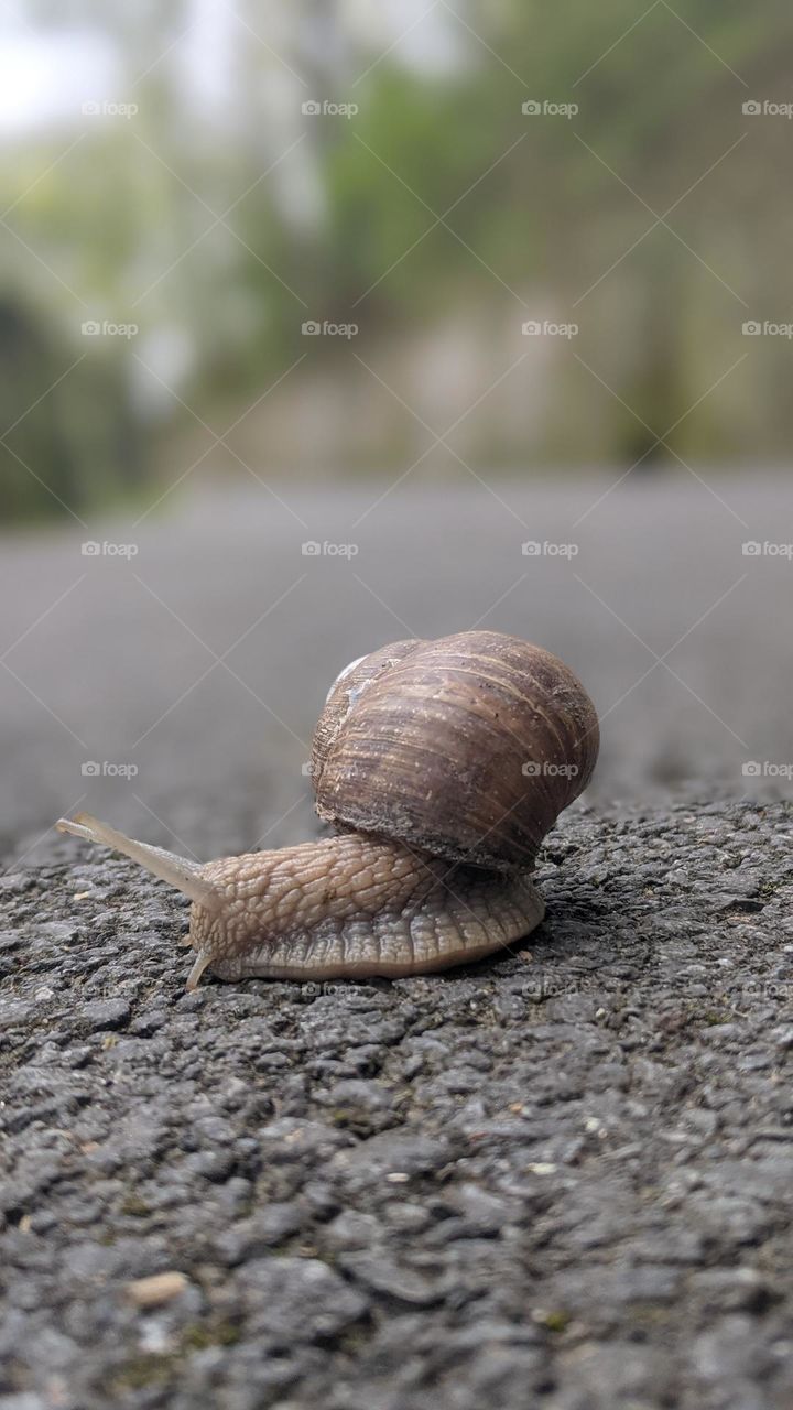 Snail