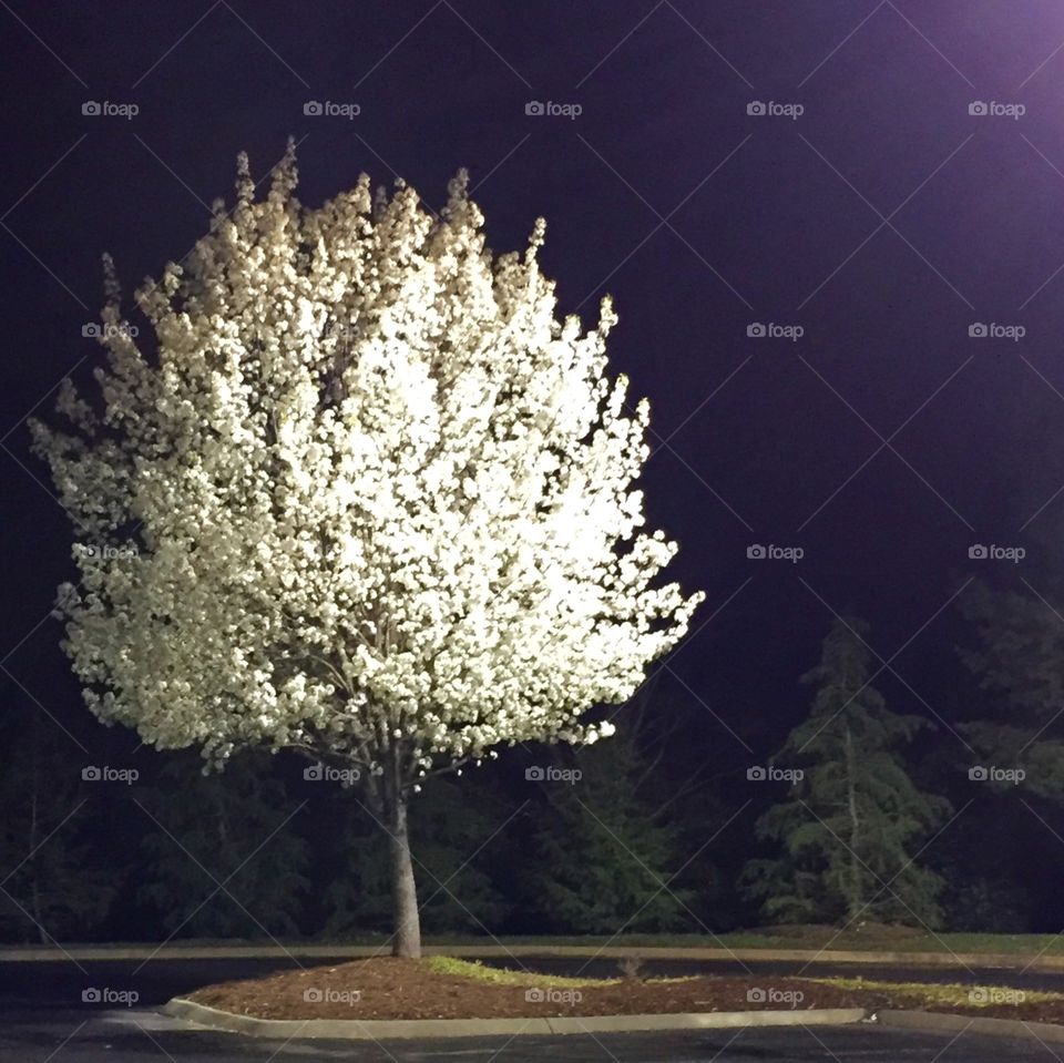 Pear Tree in the Spring at Night in the Target Parking Lot 1