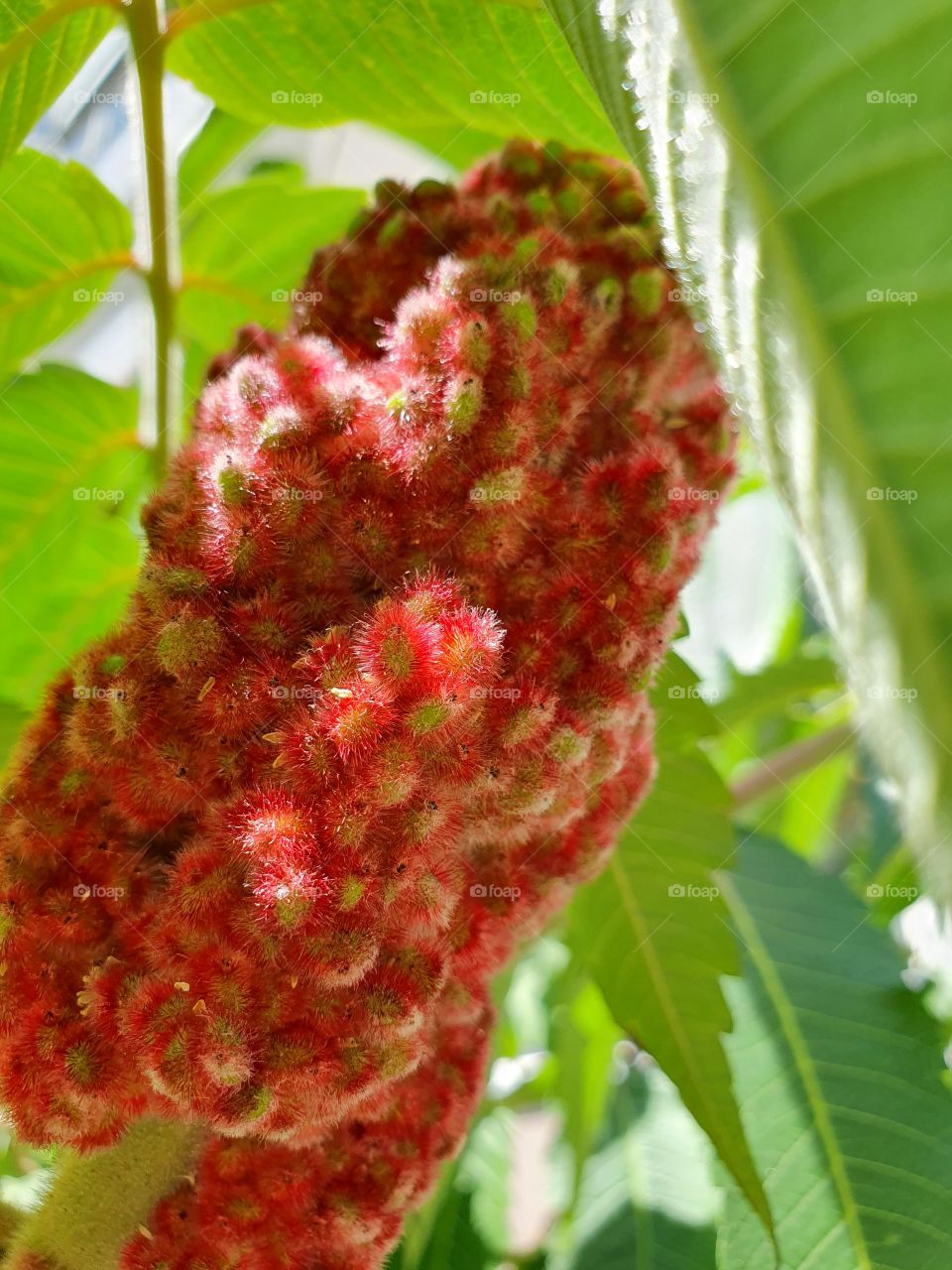 blossoming tree in summer with red flowers