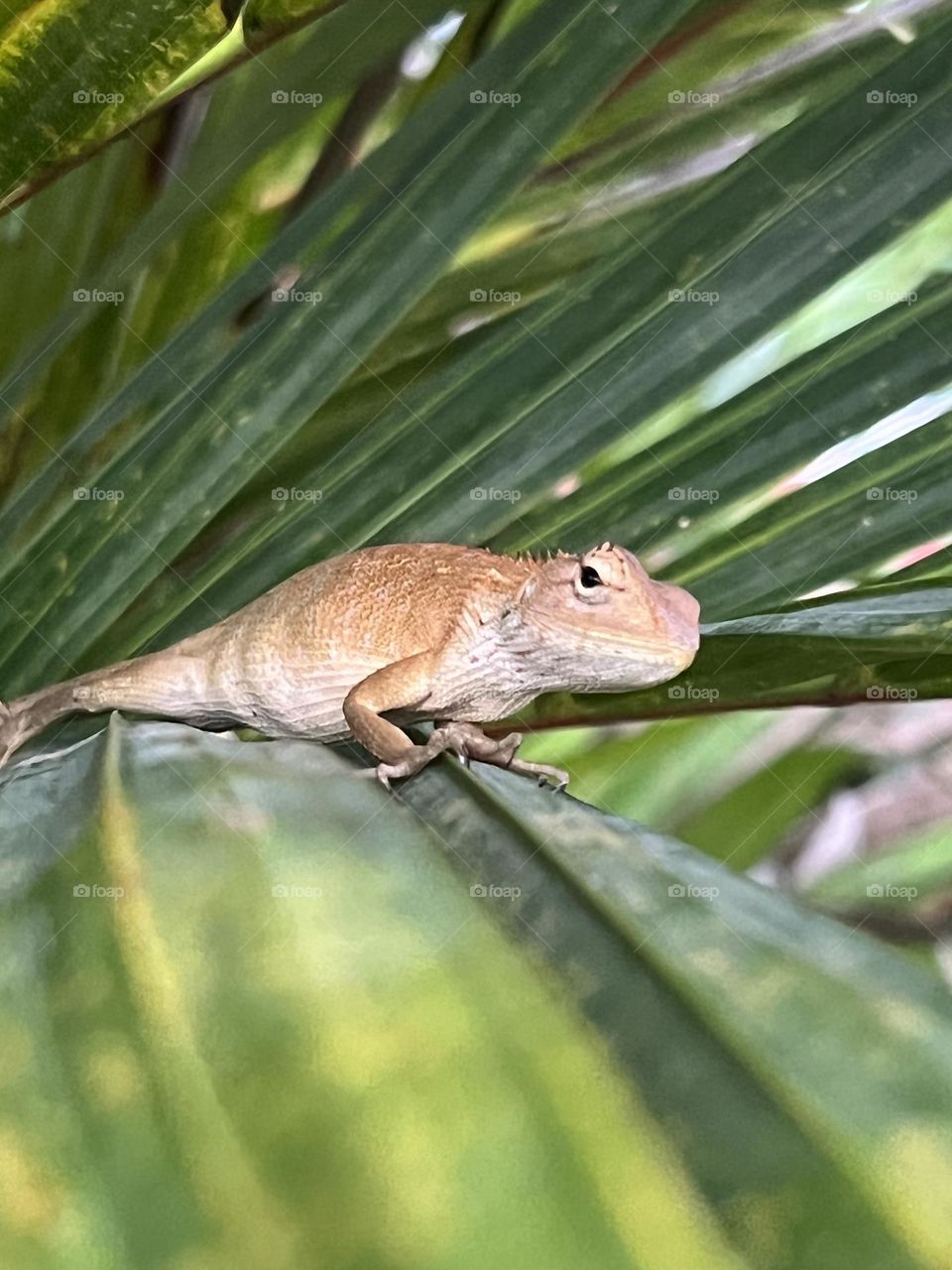 Garden lizard 
