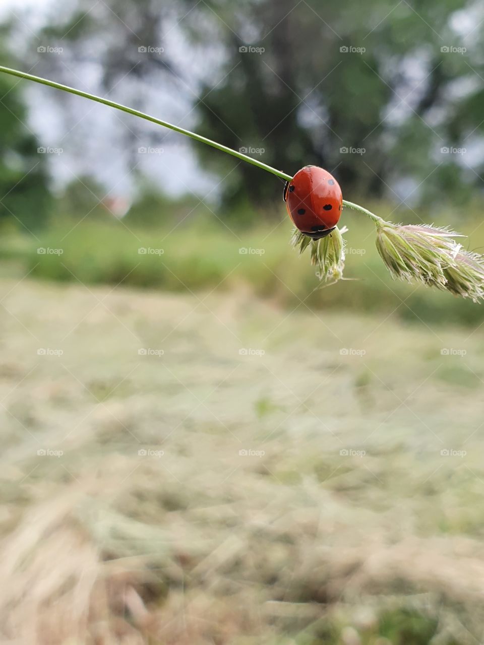 ladybug on a grass in summer