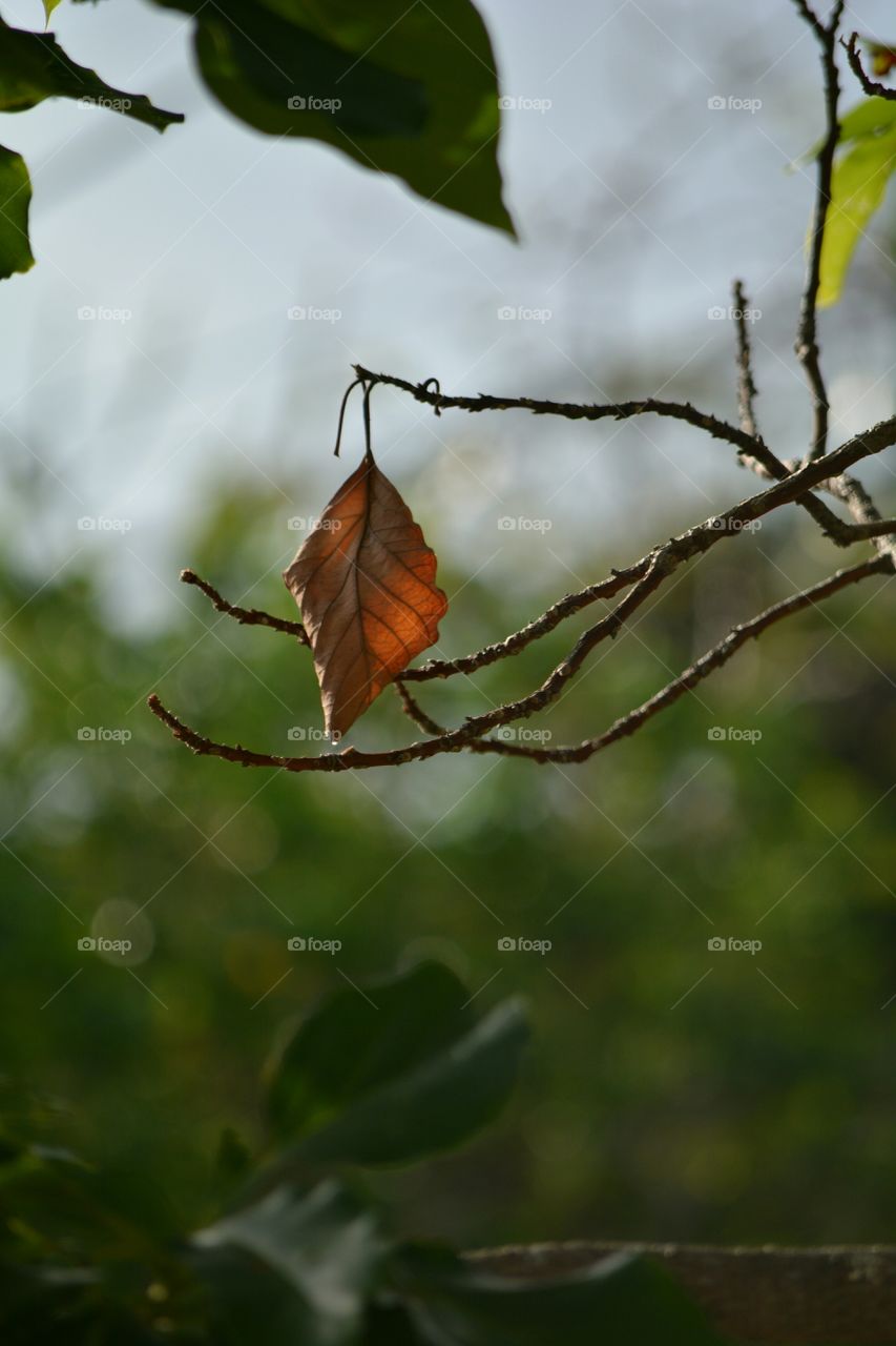 Lone Leaf hanging on through the seasons.