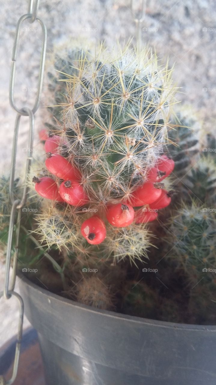 cactus p