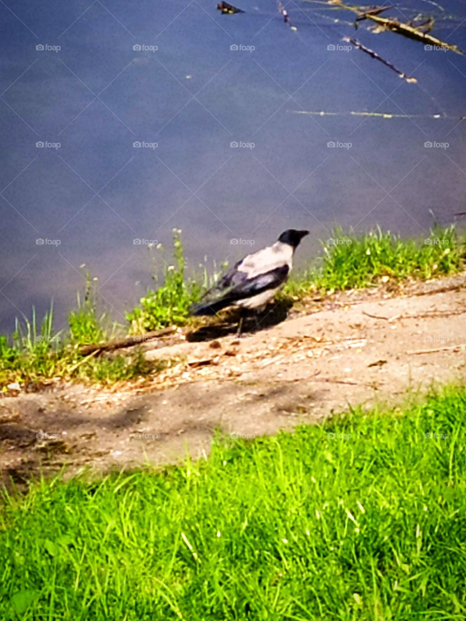 Curious crow by the river
