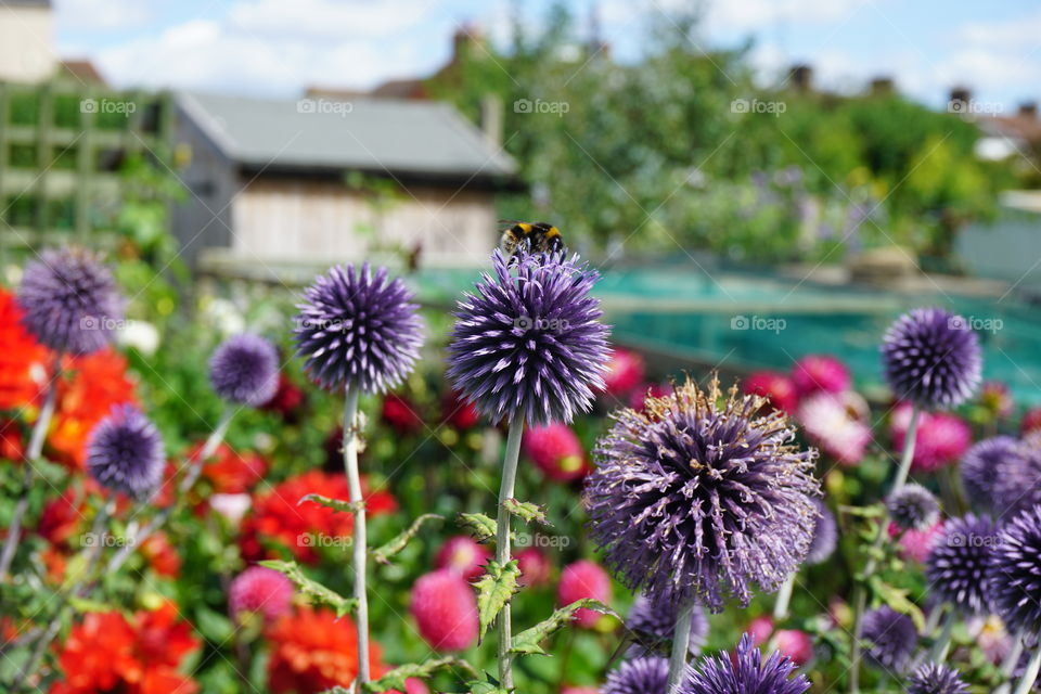 Alison's Allotment