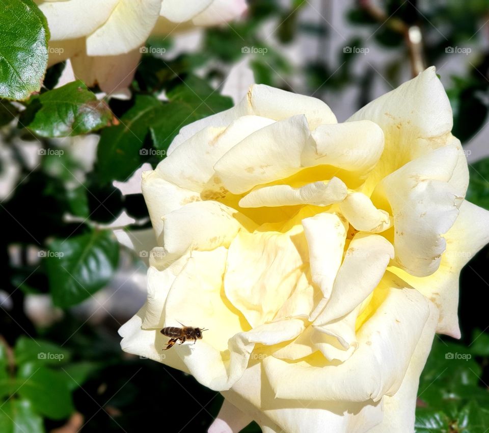 Rose#flower#bee#nature#plant#garden