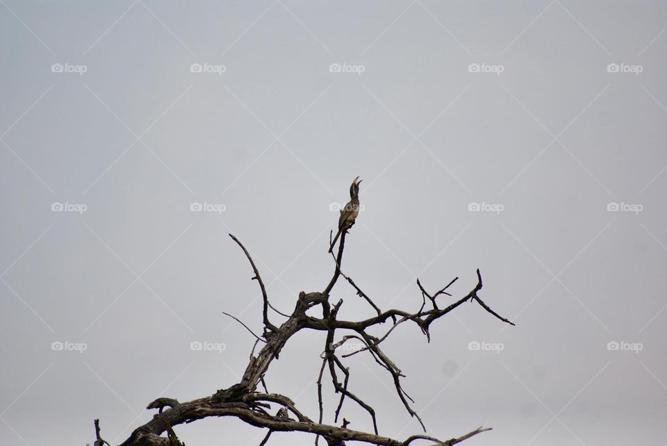 A red billed hornbill calling to its mate 