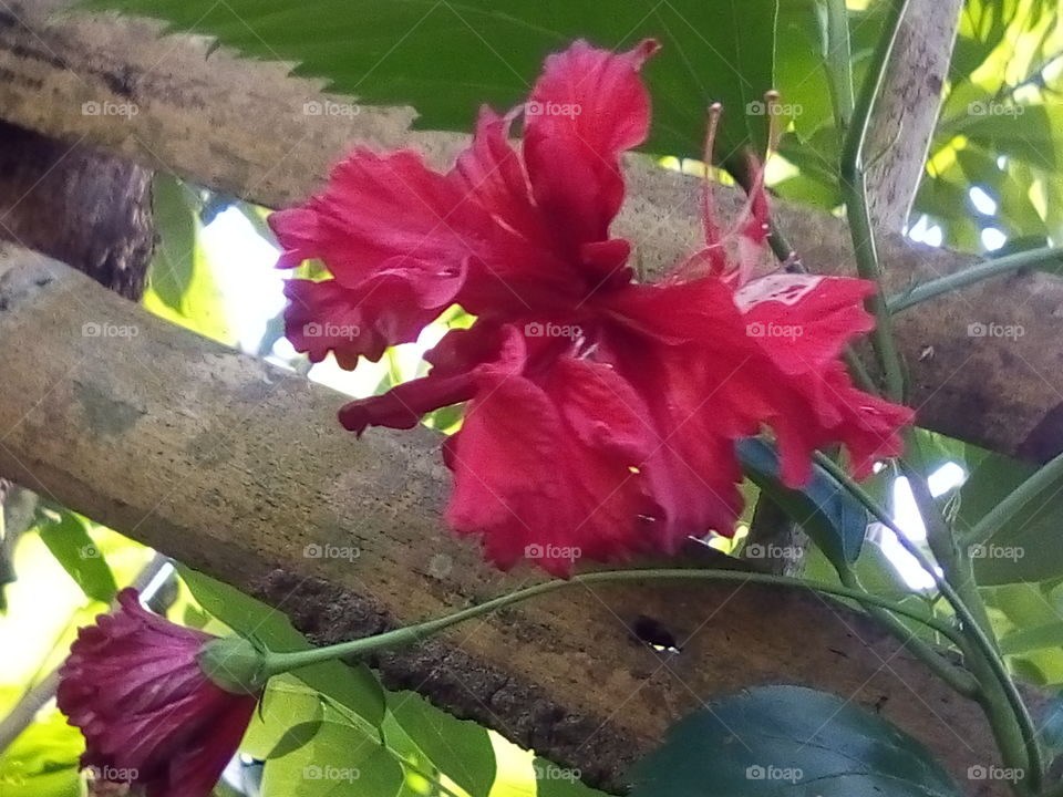 red hunky gumamela flowers