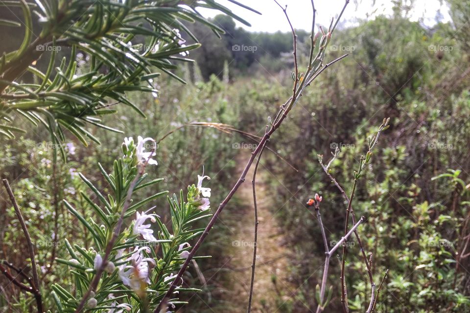 Path through a field