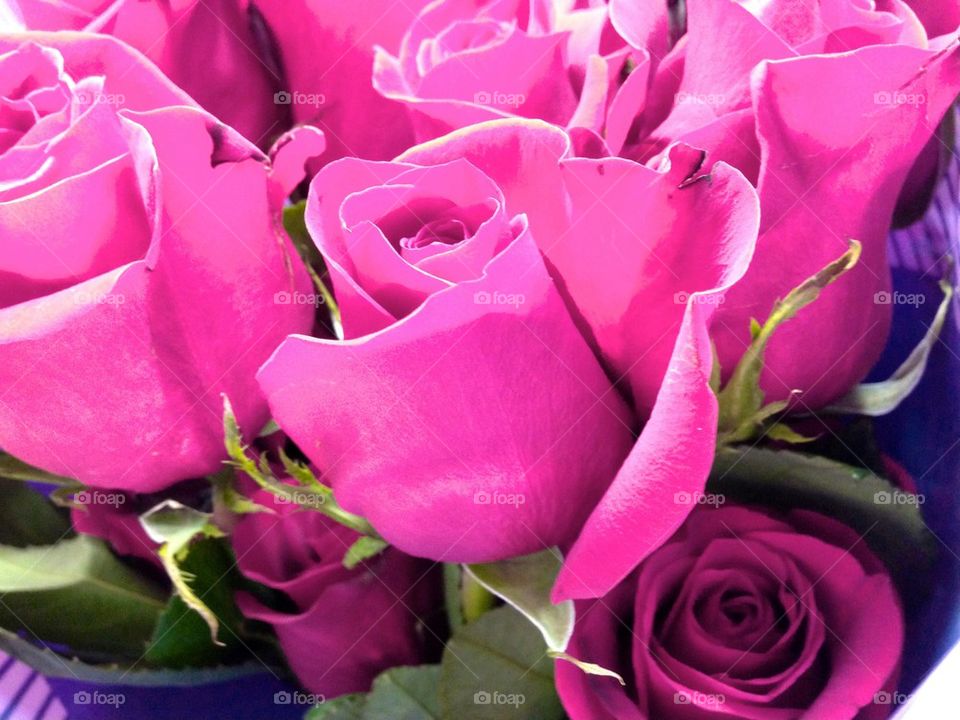 Pink rose bouquet 
