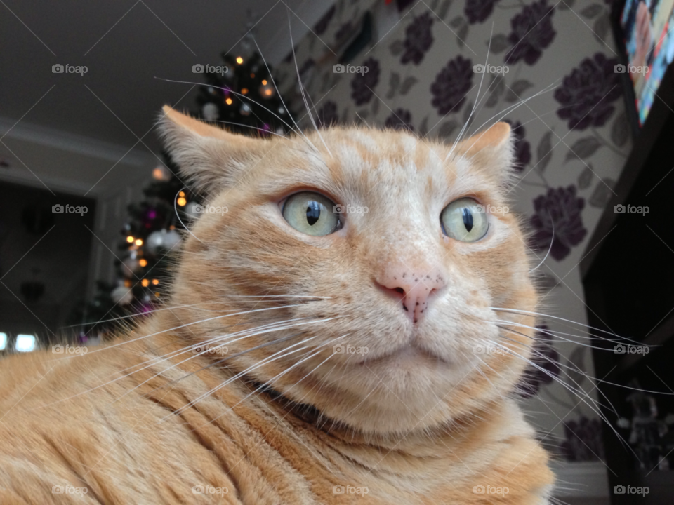 cat uk whiskers by ijbailey