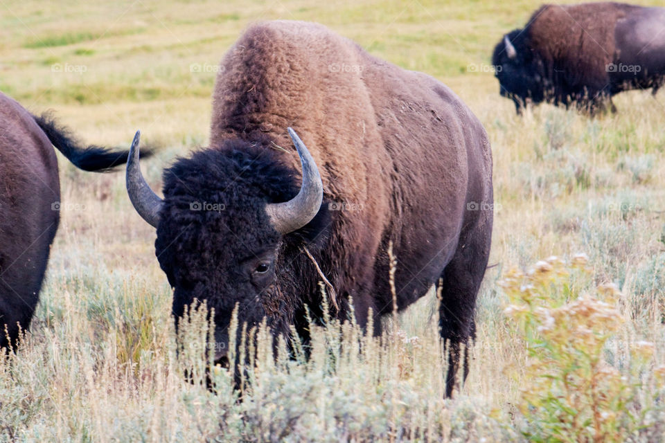 American bison in the yellowstone national park