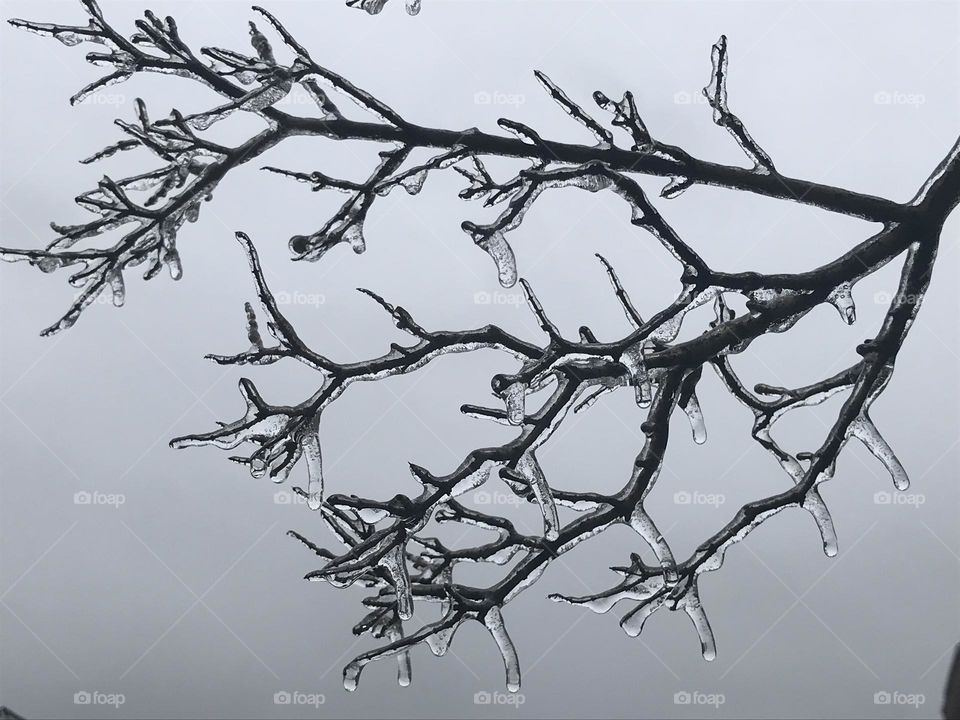 freezing rain on branches