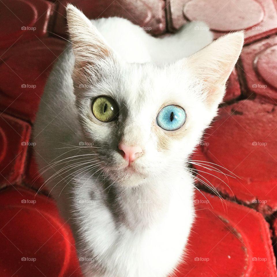 White cat