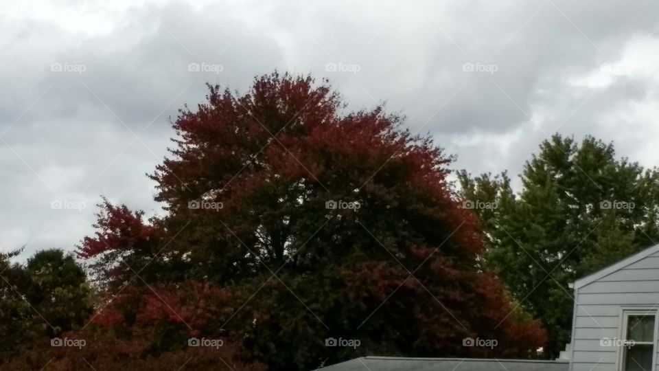 Red Versus Green in Fall