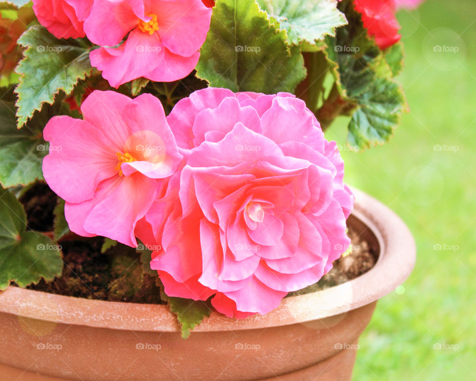 Annual garden plant. Pink begonia. Summer gardening composition with flower of pink begonia in the clay pot
