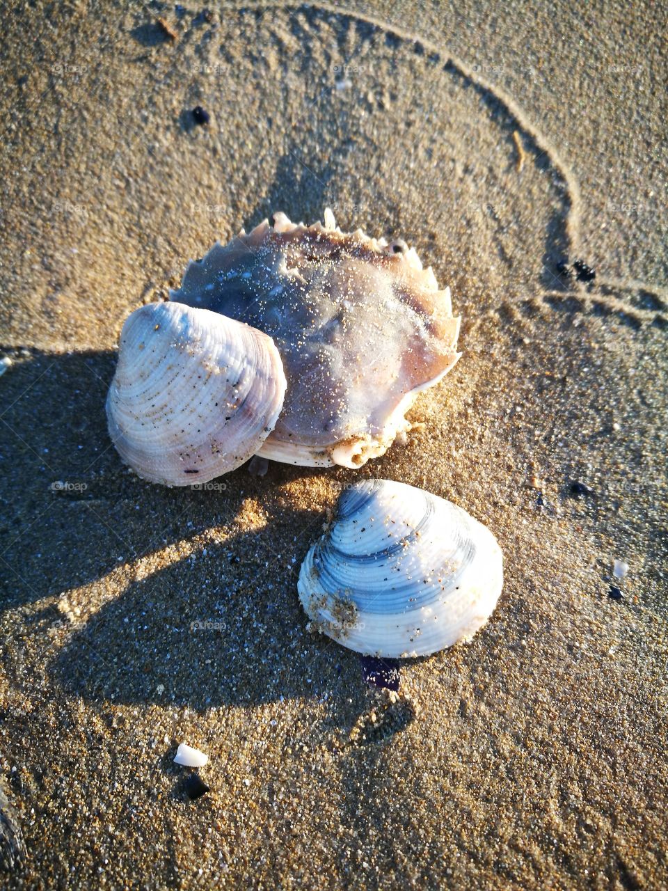 sea Shell