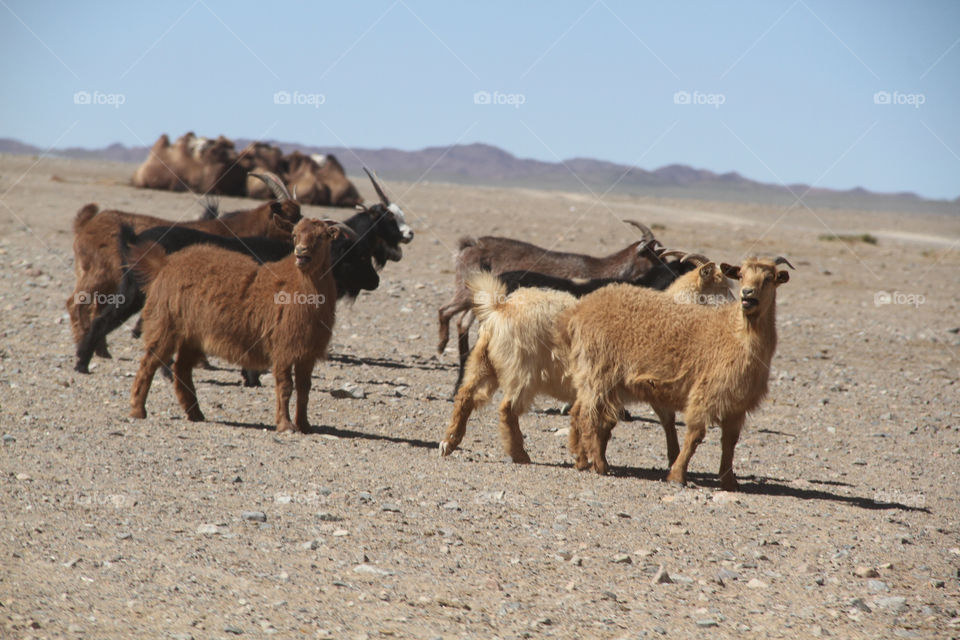 Mammal, Sheep, Livestock, Animal, Farm