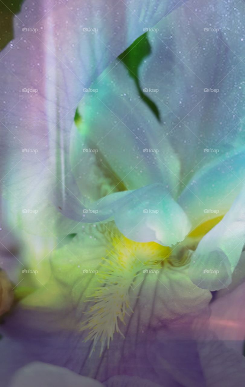 rainbow wash iris