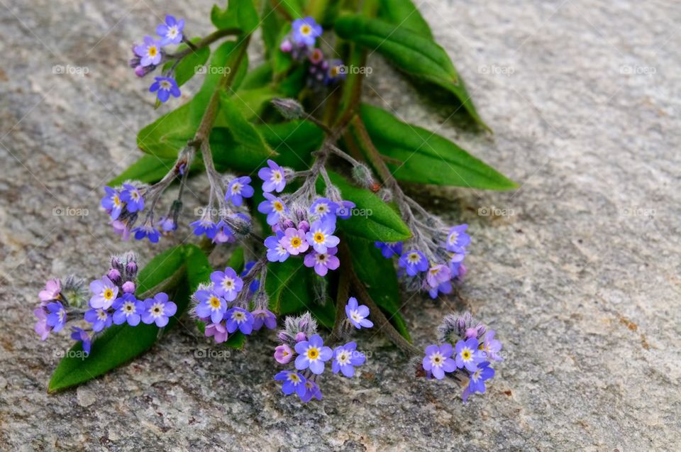 Forget-me-not