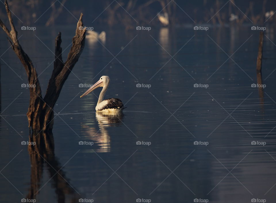 Pelican