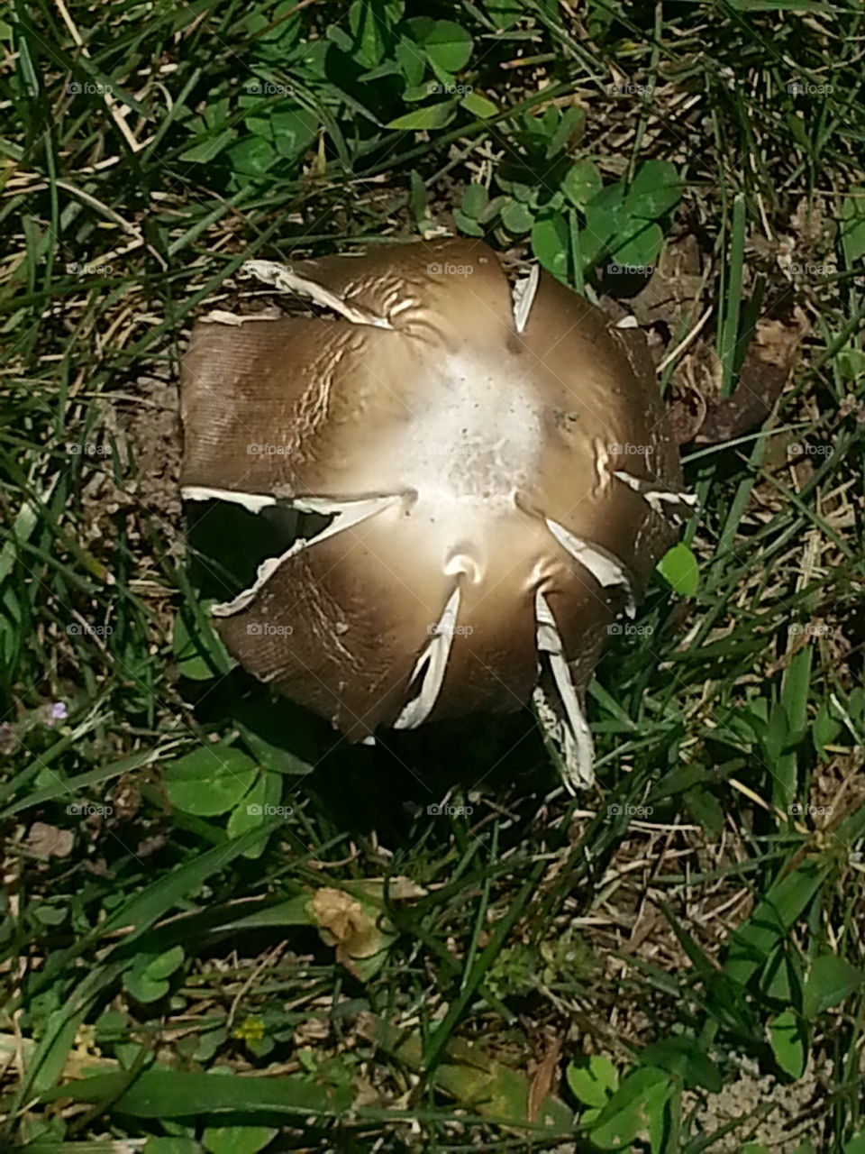 mushroom