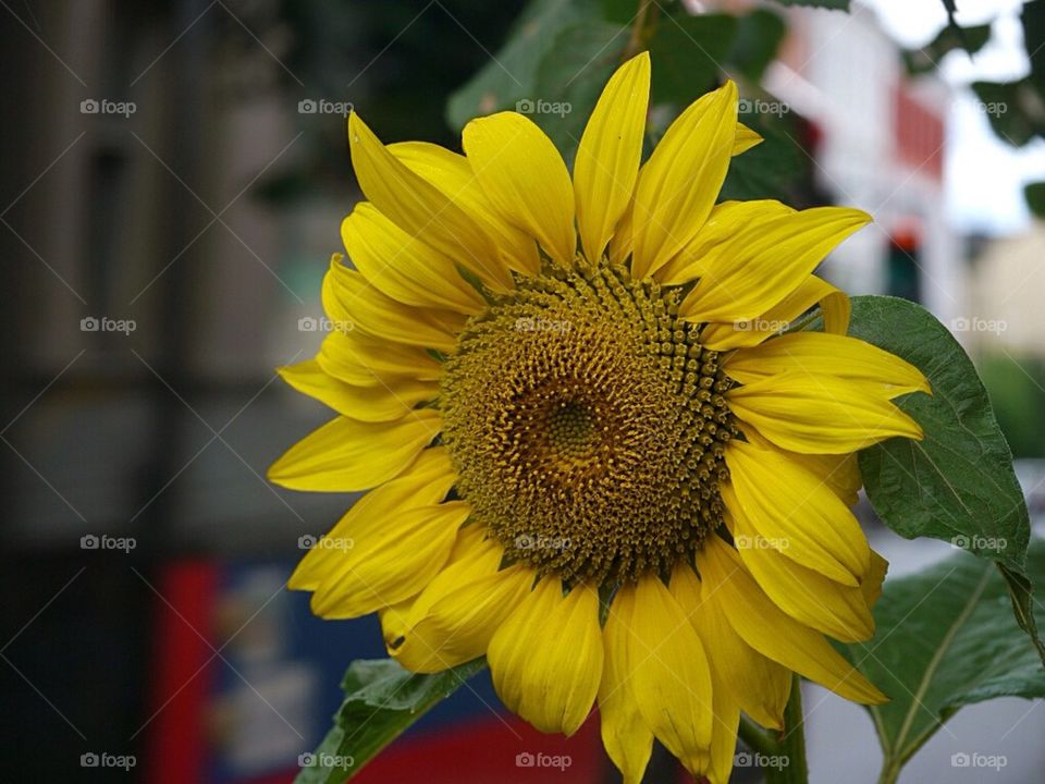 Urban sunflower