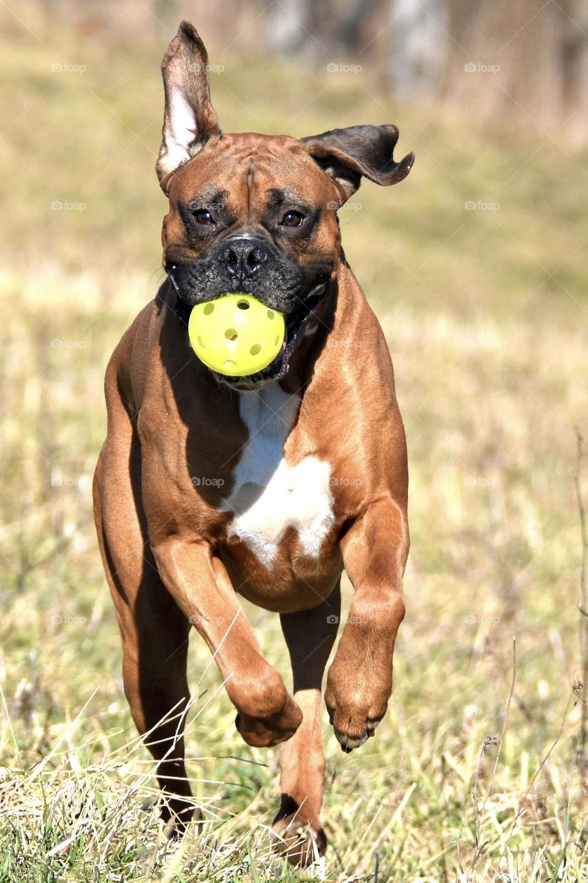 Boxer running with a ball in his mouth