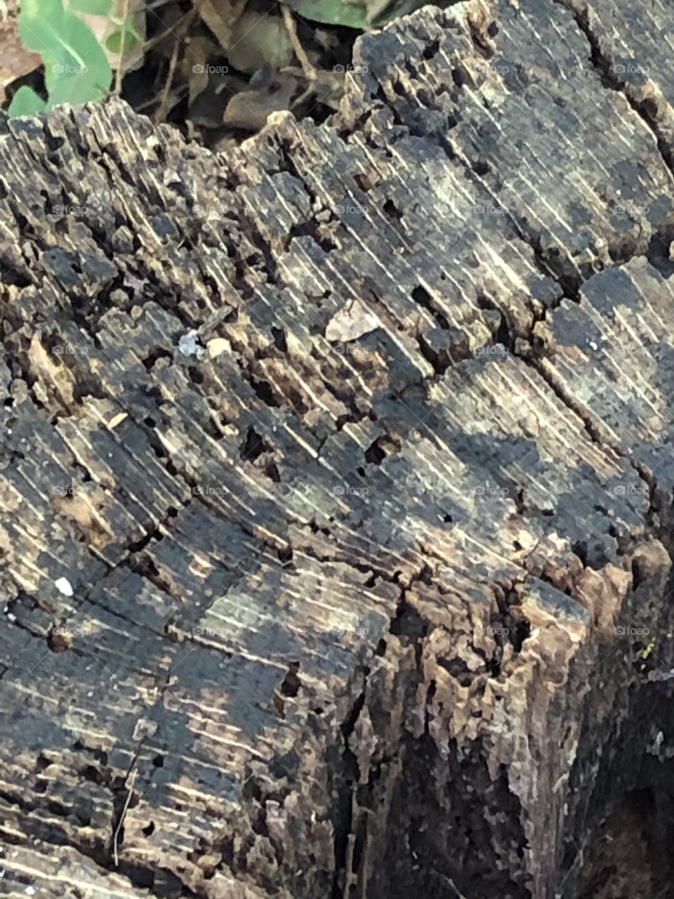 World in Macro - Decaying Tree Stump
