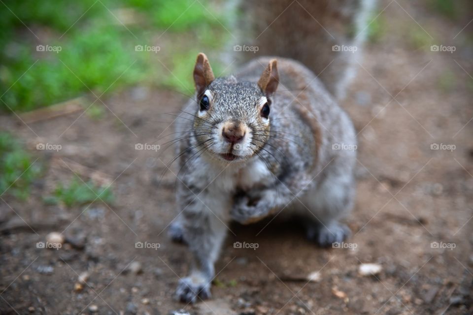 closeup of an inquisitive squirrel 