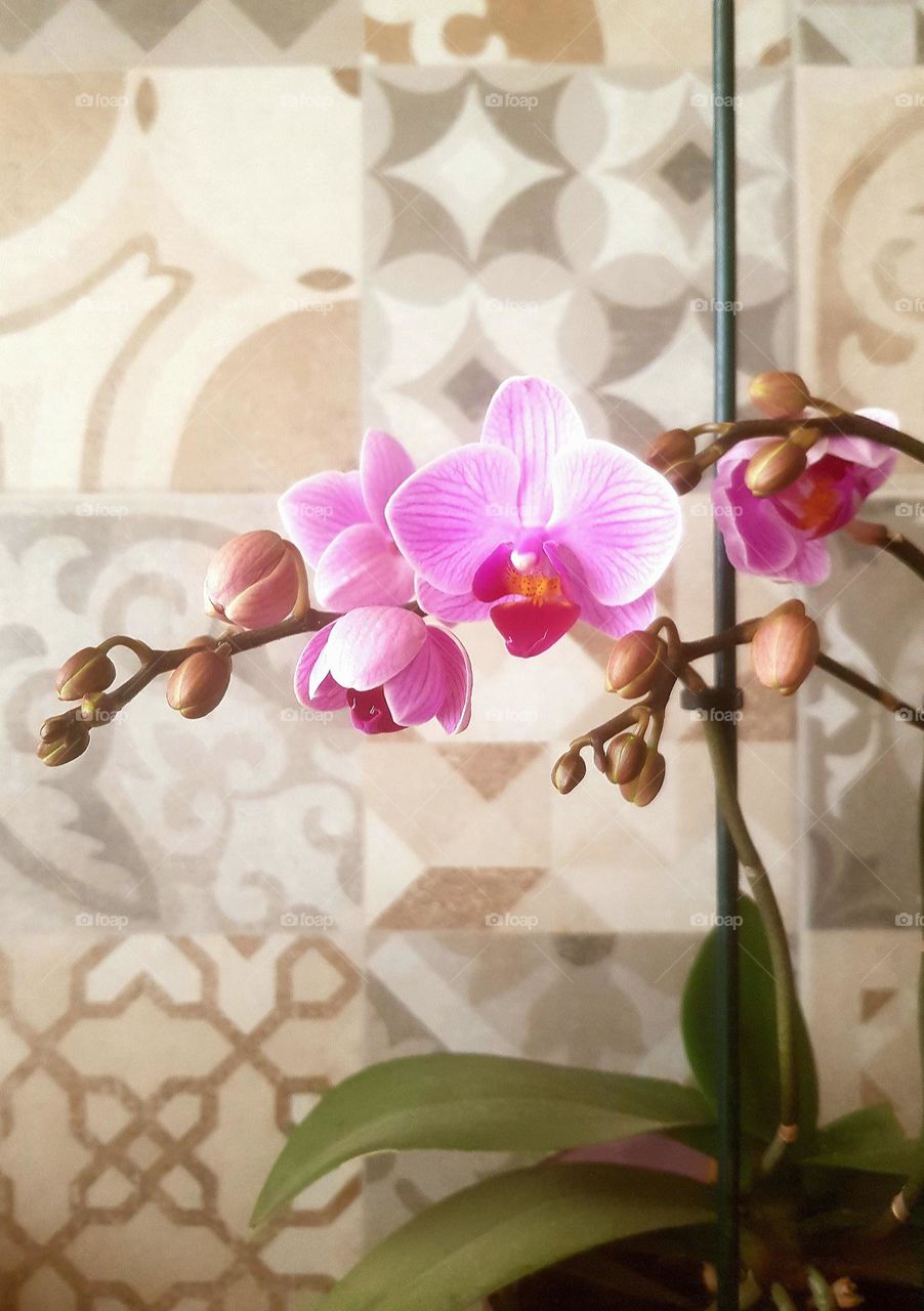 orchids