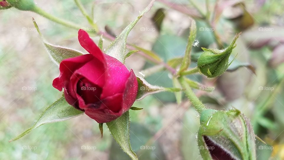 Spring Rose
