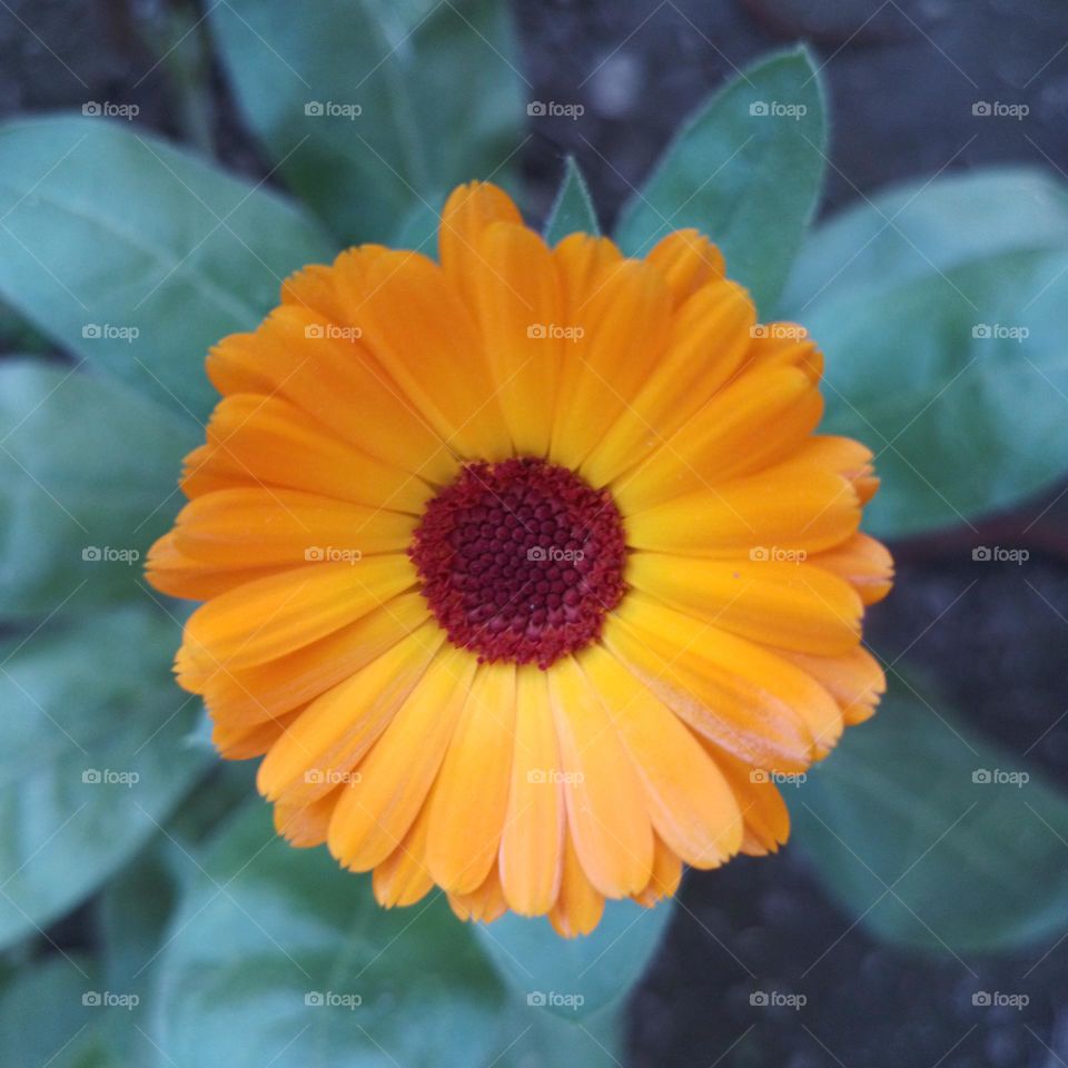 calendula