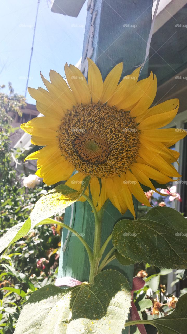 sunflower