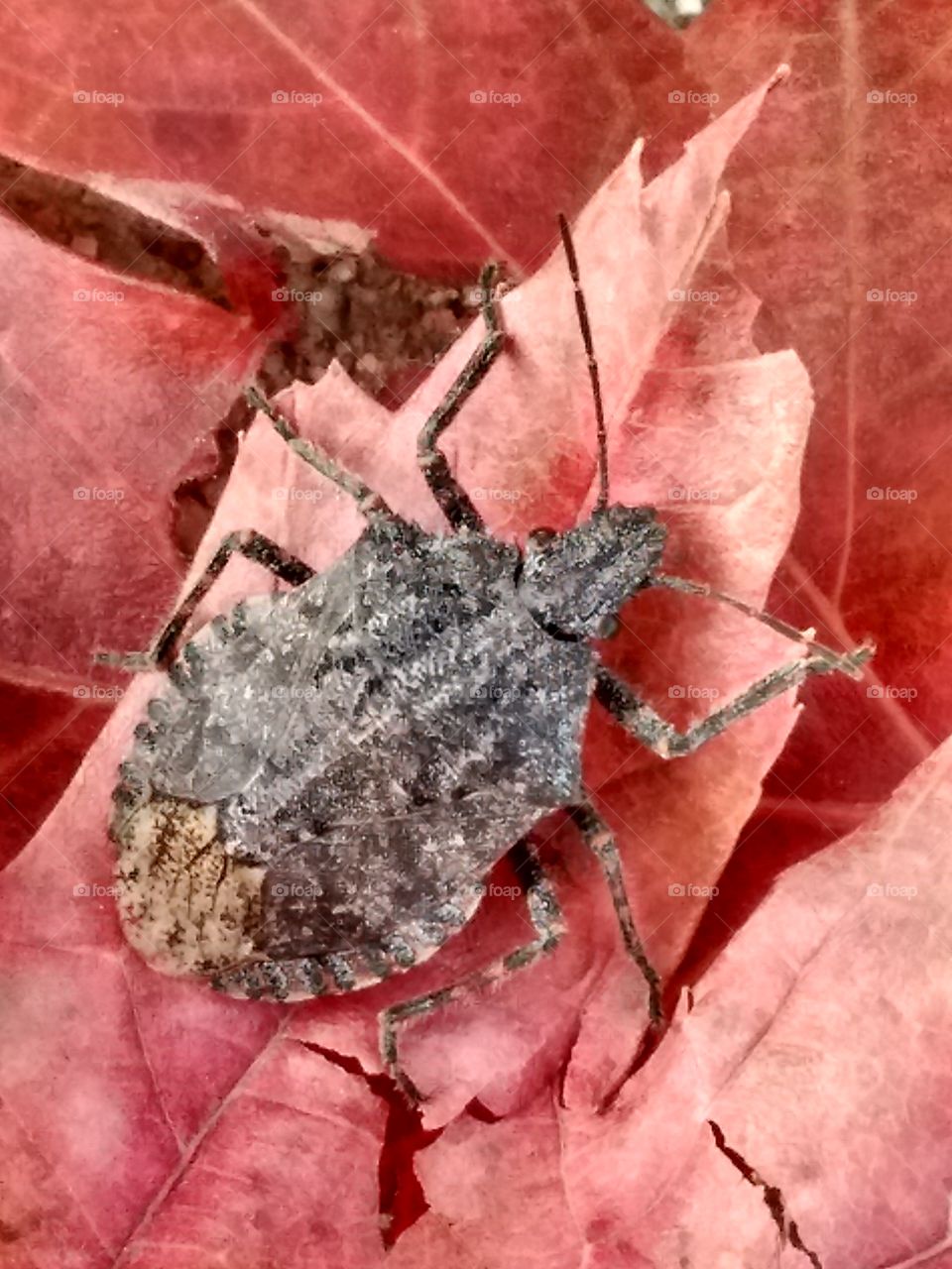 bug on leaves 4